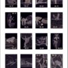 Tiere in Tüll – Bild 2